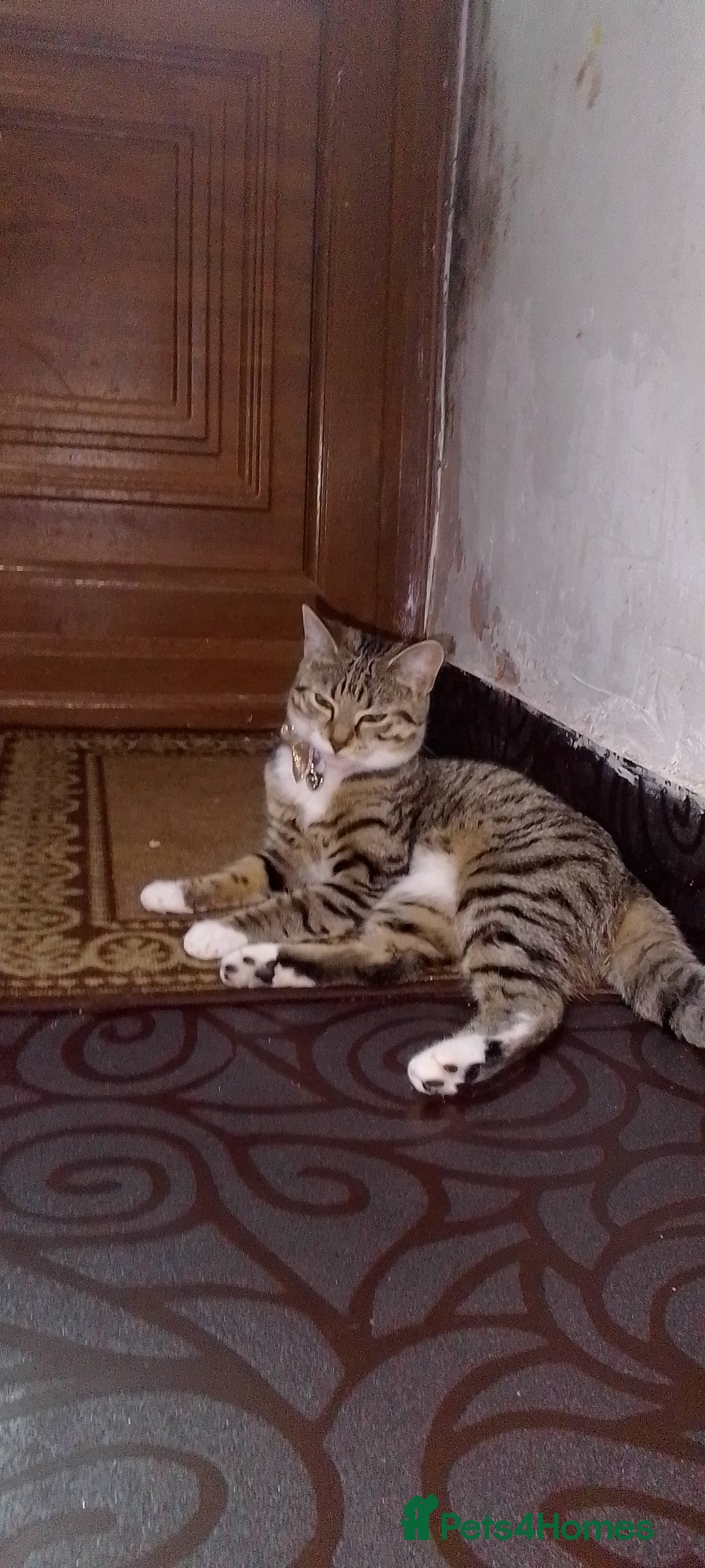 Bengal cats for sale: English tabby X Bengal  - Image 4