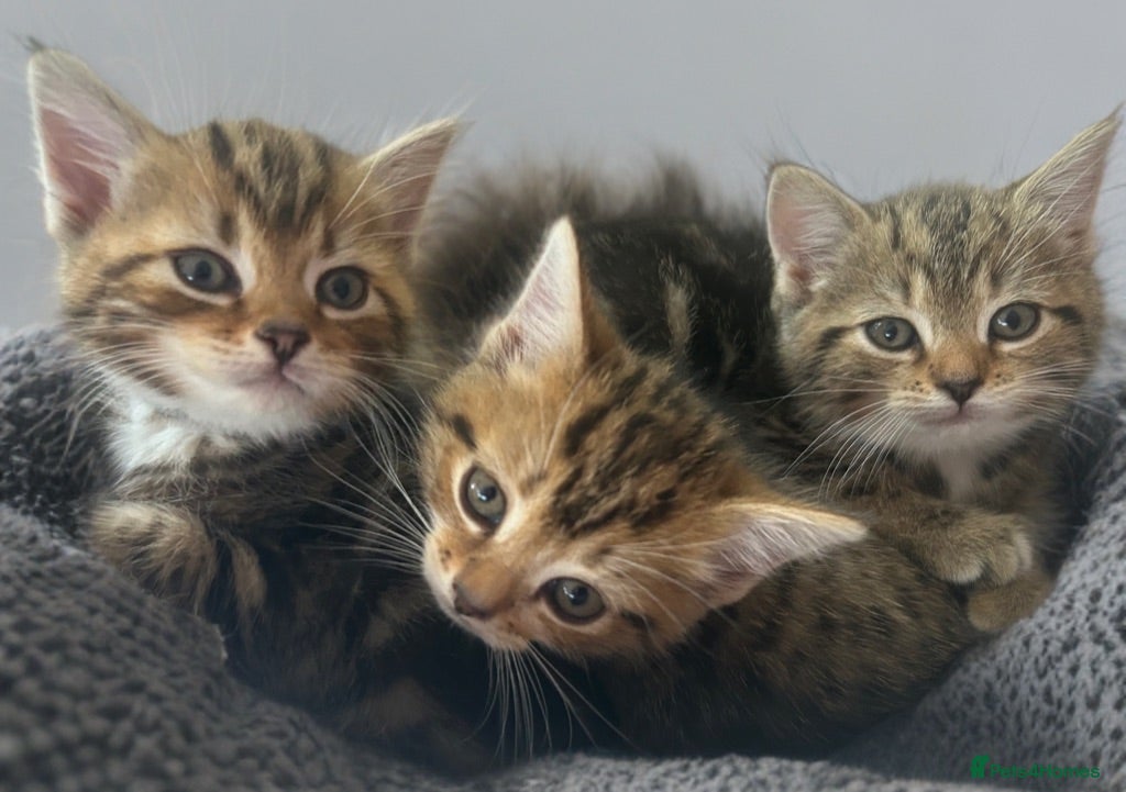 Persian cats X5 Persian Cross Bengal  - beautiful kittens - Advert 18