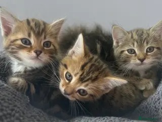 Persian cats X5 Persian Cross Bengal - beautiful kittens - Advert 1