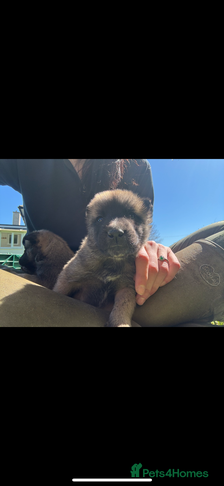 Mixed Breed dogs Mali x Akita pups! - Advert 12