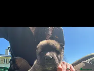 Mixed Breed dogs Mali x Akita pups! - Advert 12