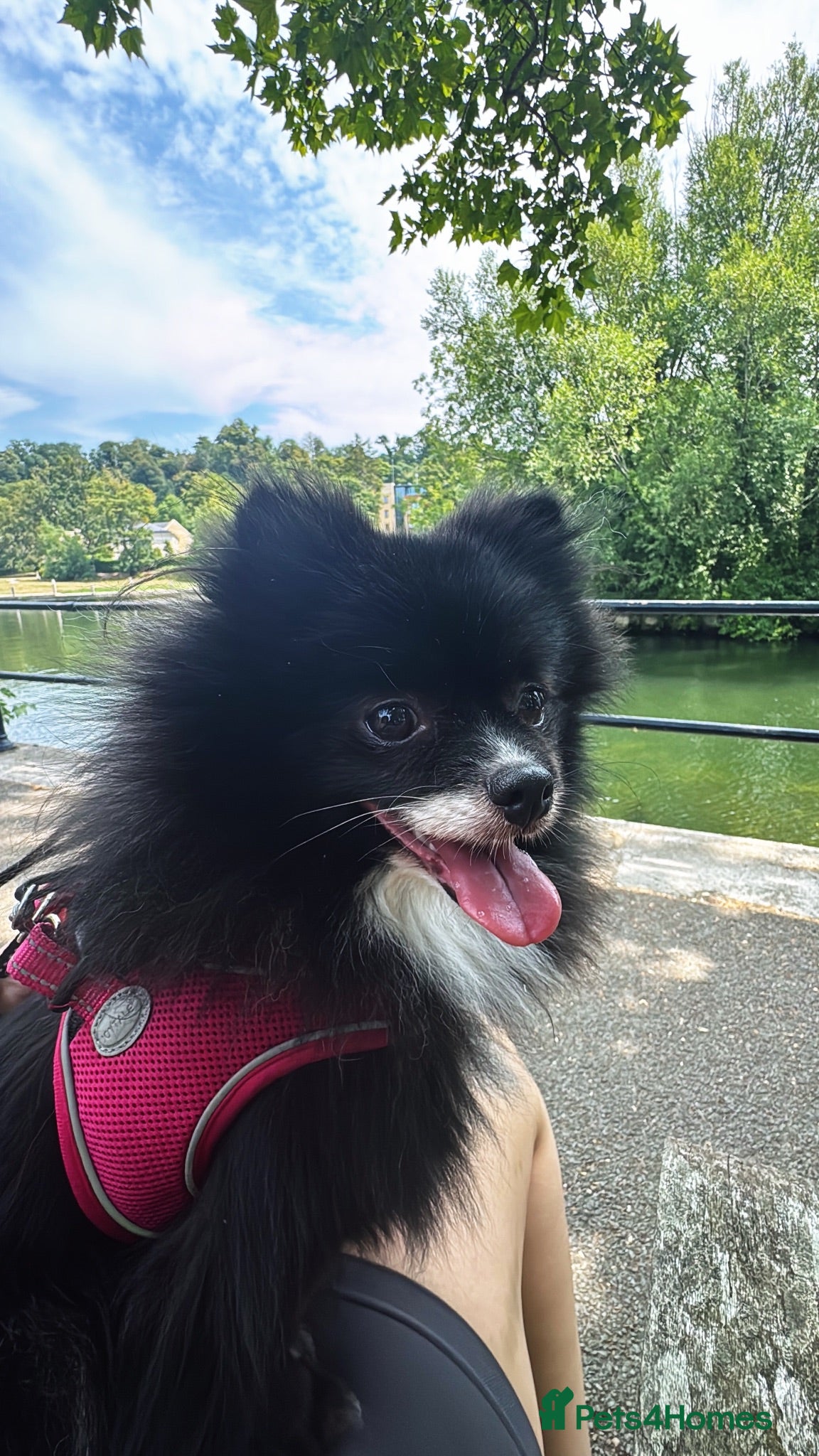 Pomeranian dogs Lola –2yr old, looking for the right home - Advert 5