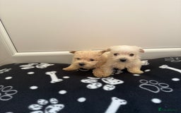 West Highland Terrier dogs for sale: DNA health tested Westie-poos  - Image 29