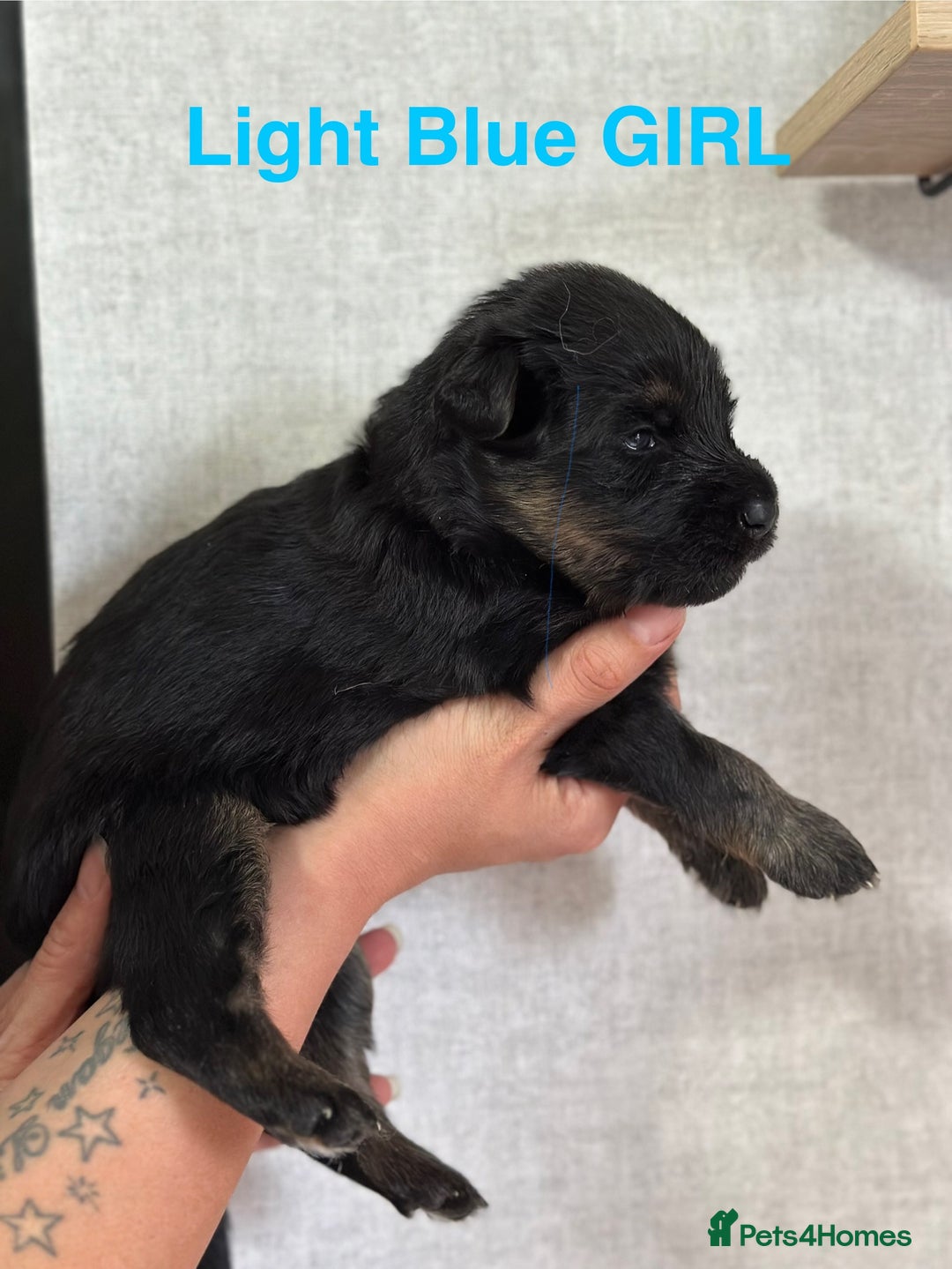 German Shepherd dogs for sale: German shepherd puppies  - Image 13