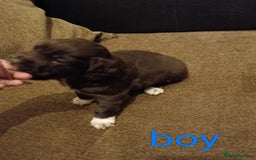 Mixed Breed dogs for sale: Frenchie x Sprocker pups - Image 3