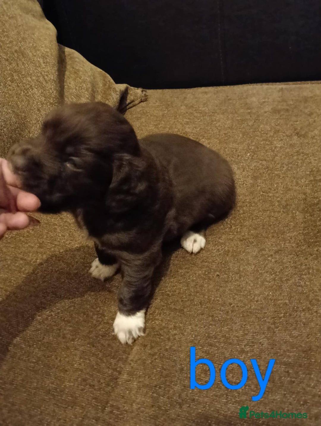 Mixed Breed dogs for sale: Frenchie x Sprocker pups - Image 3