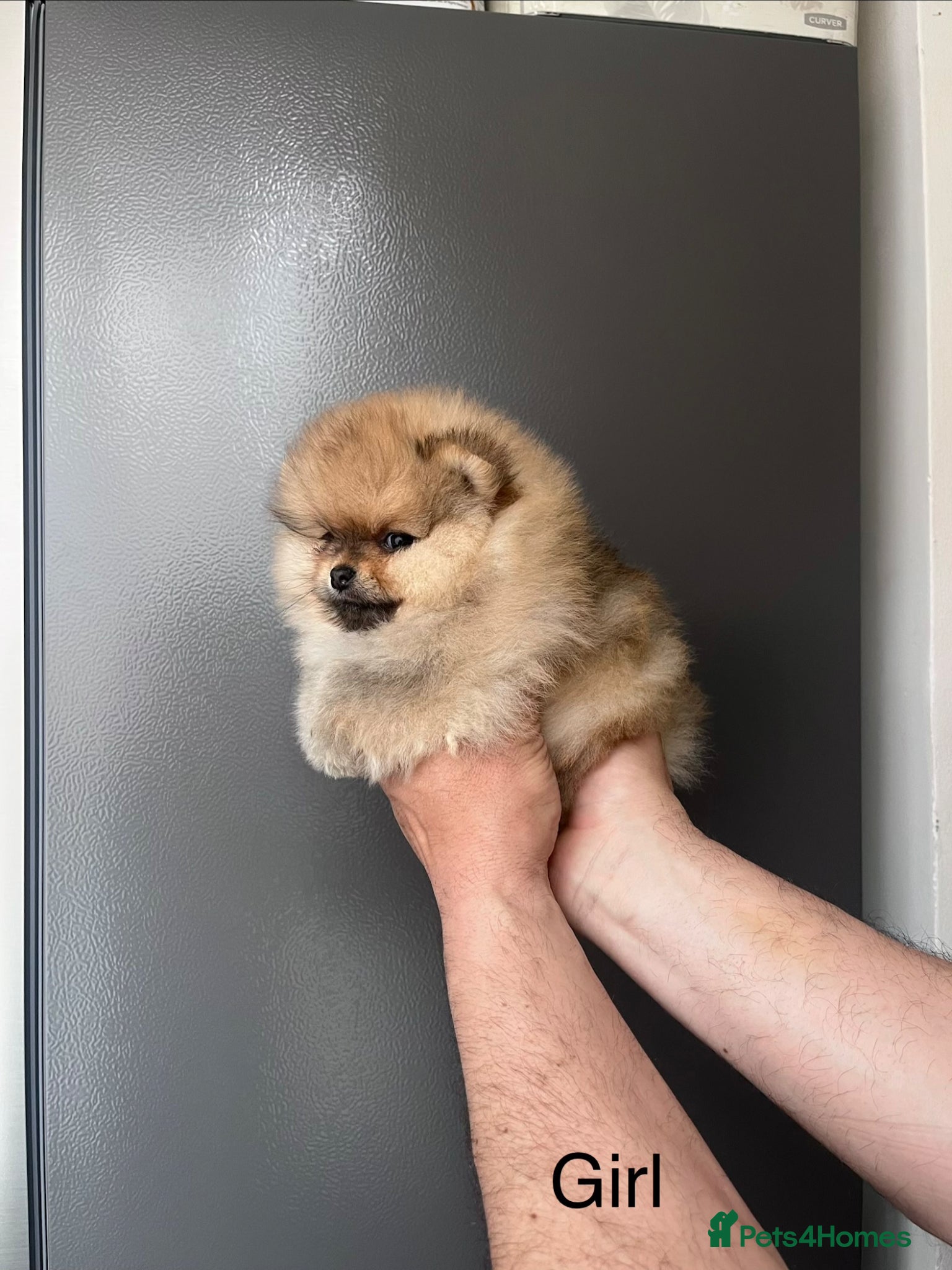 Pomeranian dogs 🔝Show Class🐻Tiny🏆Championship  - Advert 1