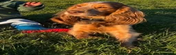 Cocker Spaniel dogs for sale: Red & golden cocker spaniel puppies 🐶 ❤️ - Advert 6