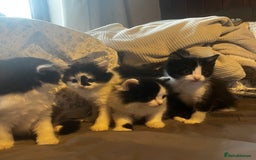 Mixed Breed cats for sale: 4 beautiful black and white kittens for sale  - Image 3