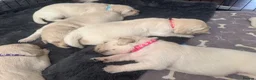 Golden Retriever dogs for sale: Beautiful Golden Retriever puppies - Advert 9