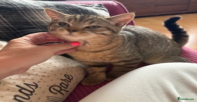 British Shorthair cats in Saltash - Advert 3