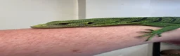 Monitor reptiles for sale: Emerald Tree Monitor - Varanus prasinus For Sale - Advert 3