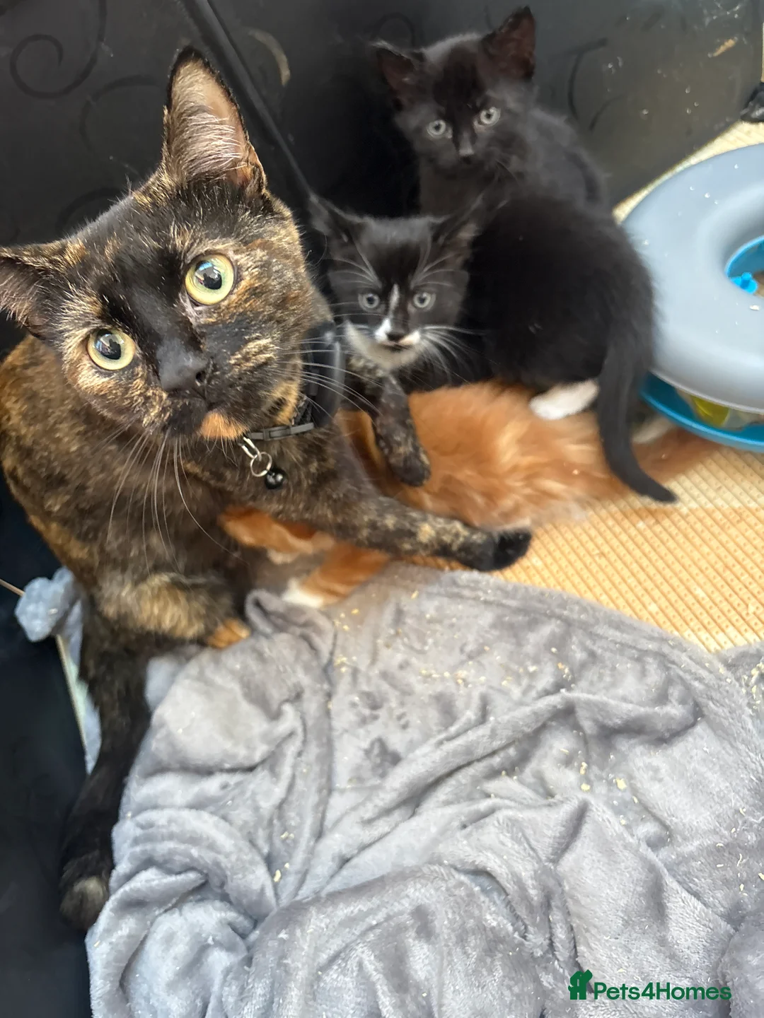 Mixed Breed cats for sale: 3 beautiful kittens for sale - Advert 2