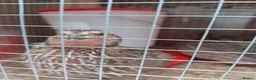Quail poultry for sale: Hatching eggs sparkly and glitters  - Advert 21