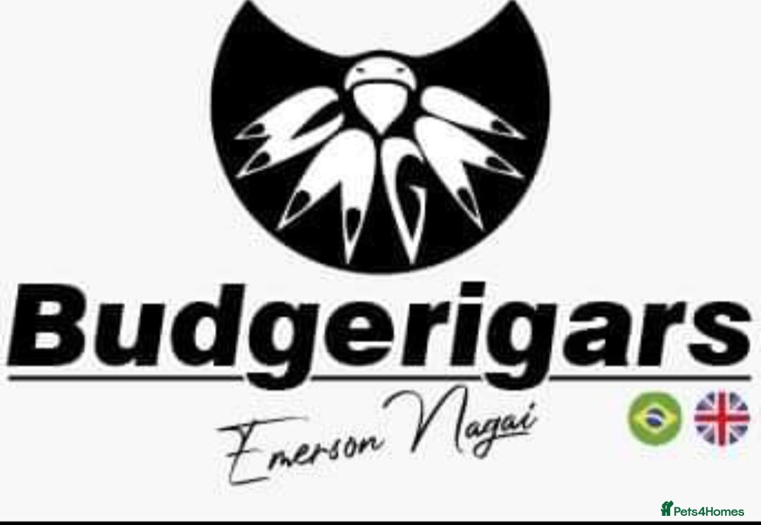 Budgerigars birds for sale: Budgies Birds by pre-order, exclusive birds - Advert 1