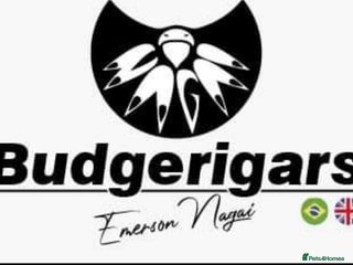 Budgerigars birds Budgies Birds by pre-order, exclusive birds - Advert 4
