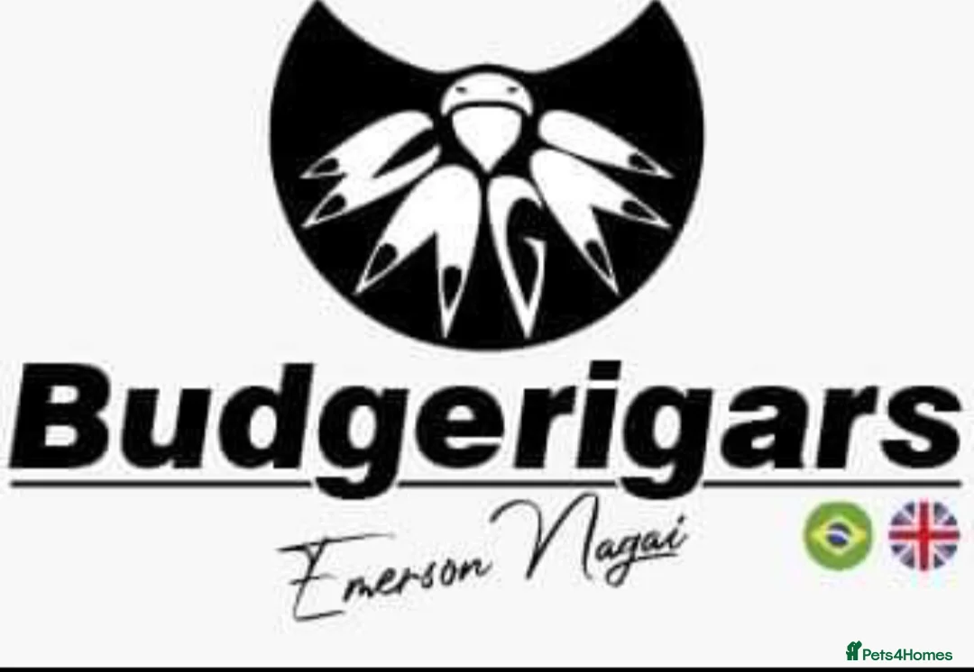 Budgerigars birds for sale: Budgies Birds by pre-order, exclusive birds - Advert 7