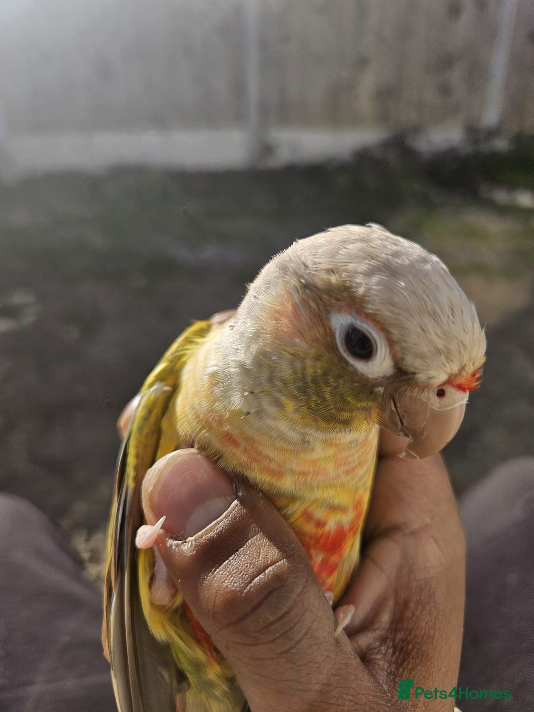 Conures birds for sale: Tame Male & Female Pineapple Conures - Image 5