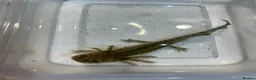 Axolotl reptiles for sale: Axolotl Jeuveniles  - Advert 27