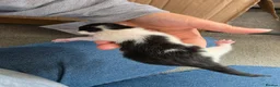 Mixed Breed cats for sale: Kittens - Advert 3
