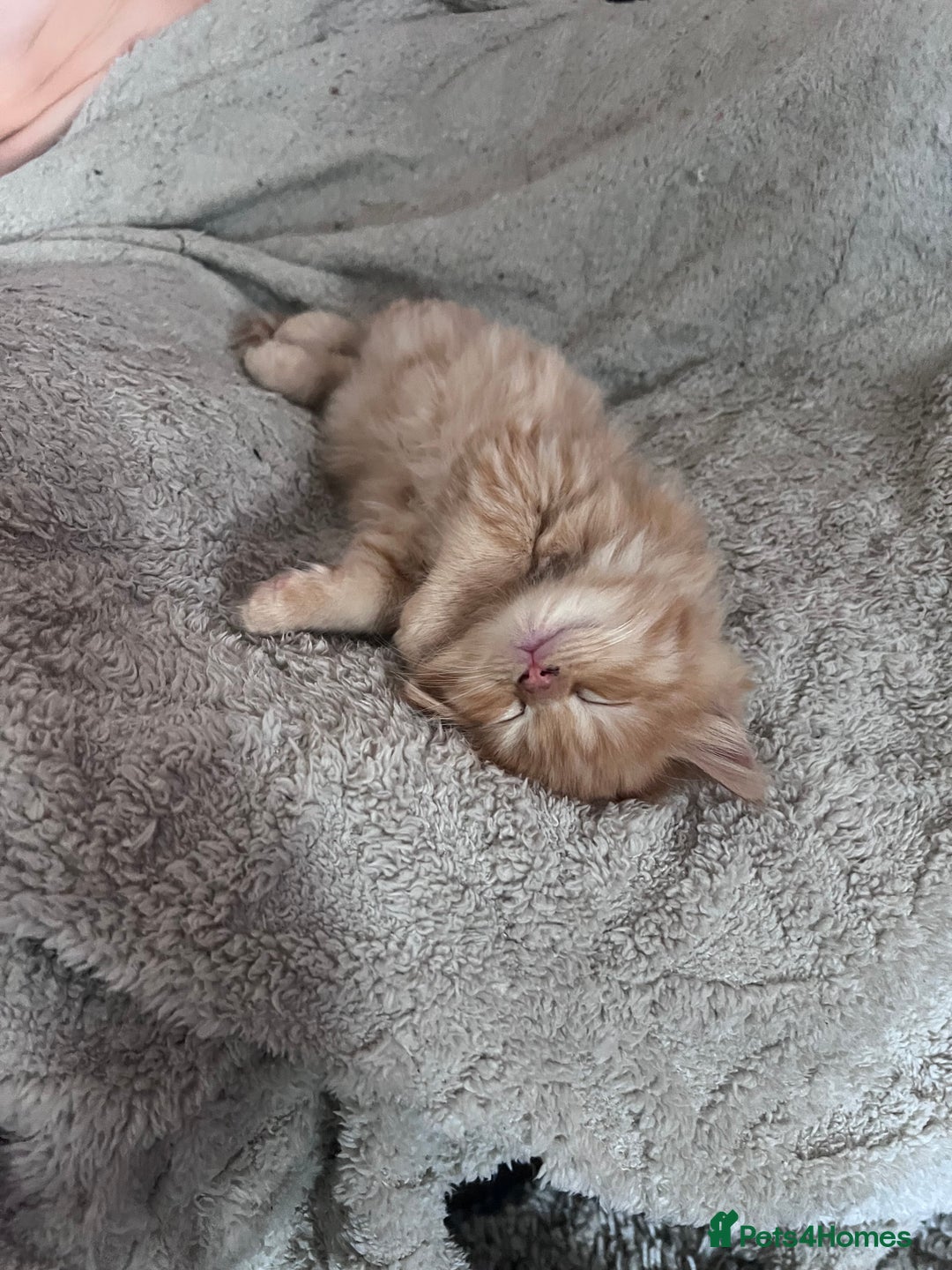 Birman cats for sale: Birman X  - Image 5