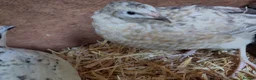 Quail poultry for sale: coturnix (Japanese) hatching eggs - Advert 2