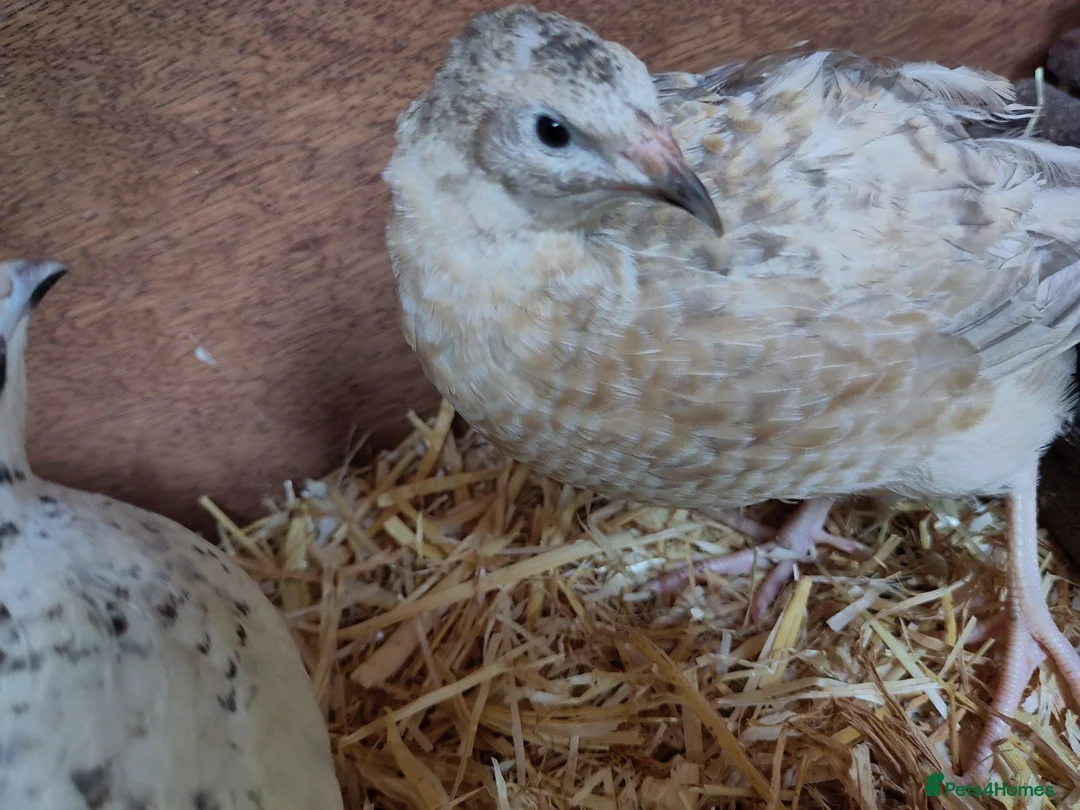 Quail poultry for sale: coturnix (Japanese) hatching eggs - Advert 2