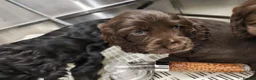 Cocker Spaniel dogs for sale: Kc registered playful show cocker spaniel - Advert 19