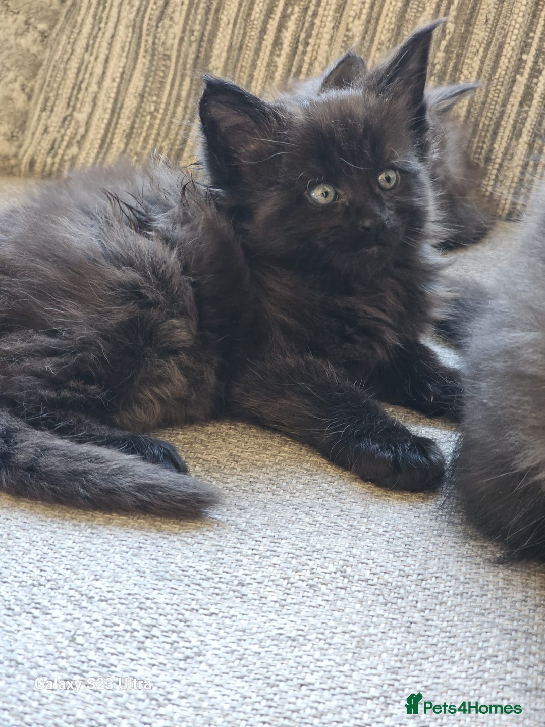 Maine Coon cats for sale: Maine coon babies 😻 - Advert 8