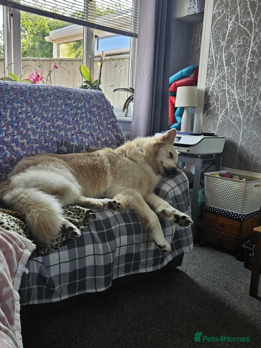 German Shepherd dogs for sale: Mixed litter of white and Black and Tan GSD pups  - Image 6