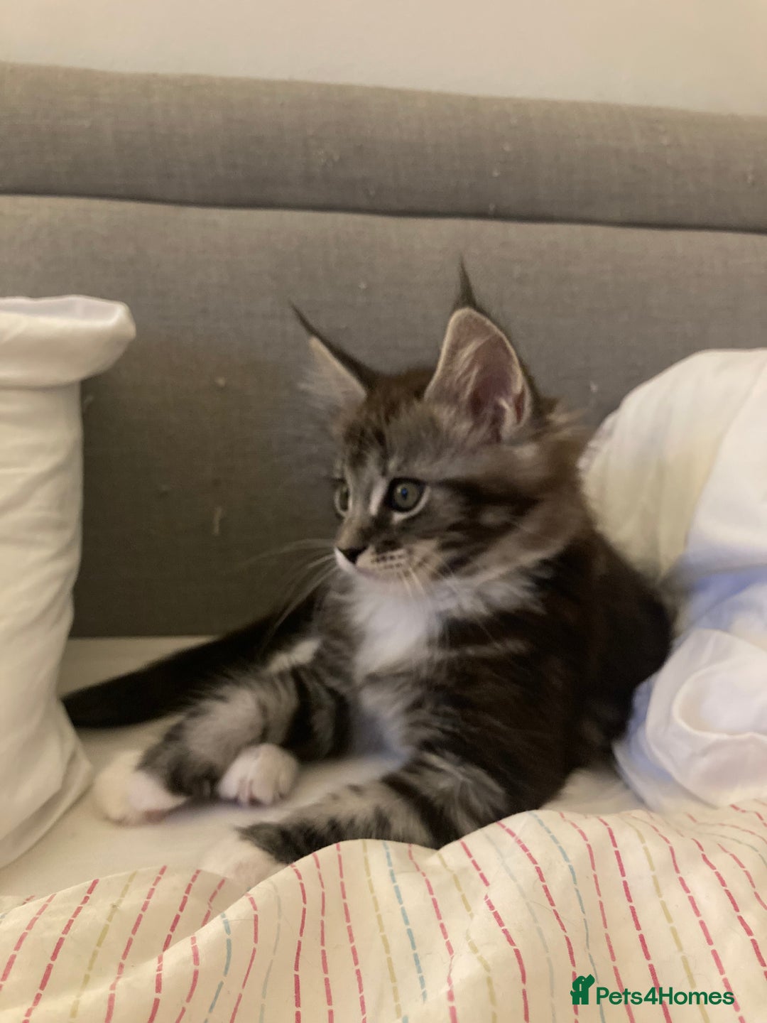 Maine Coon cats for sale: TICA Registered Maine Coons - Image 11