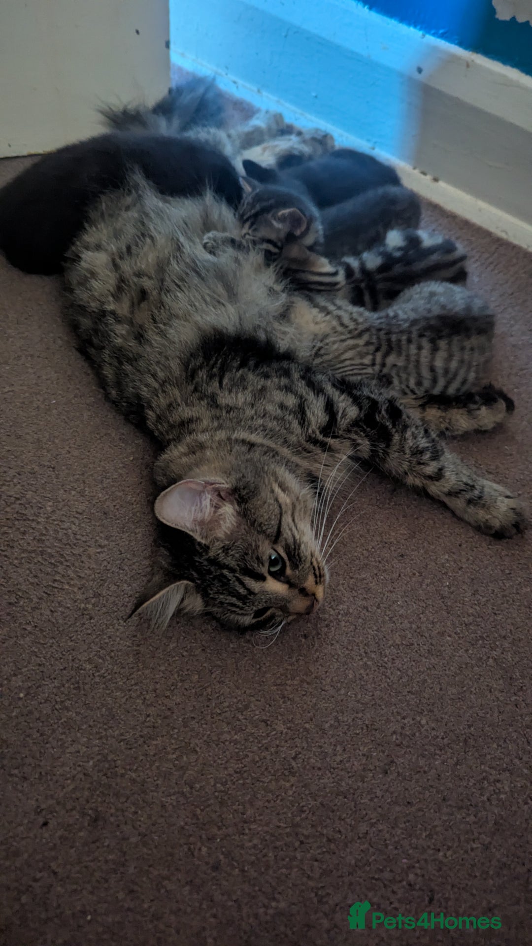 Mixed Breed cats for sale: Kittens for sale - Image 14