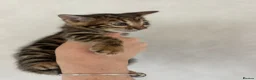 Bengal cats for sale: Perfect Bengal kittens  - Advert 14