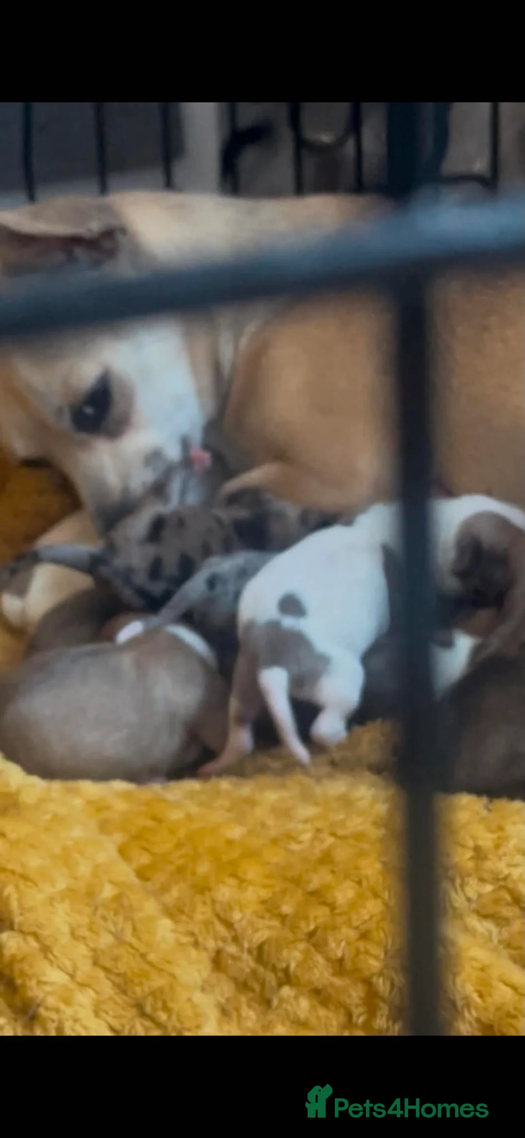 Jack Chi dogs for sale: jack chi pups 9 off them  in Dudley - Advert 1