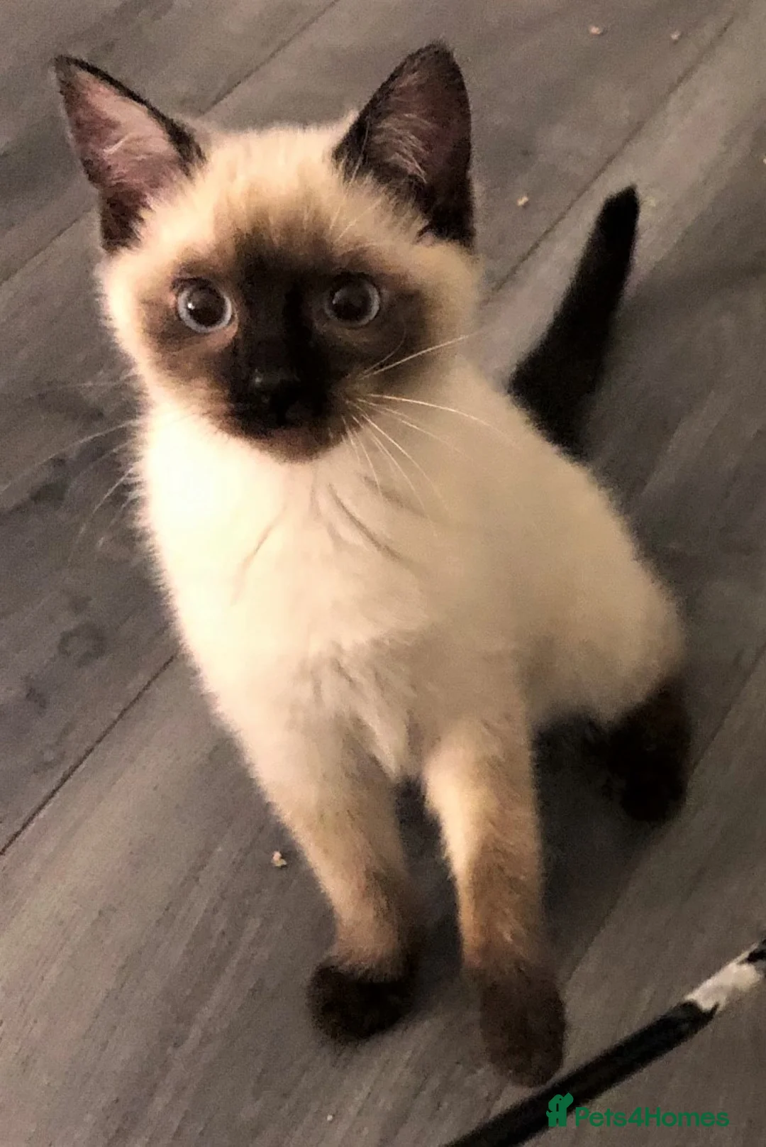 Siamese cats for sale: Applehead Siamese 1 Stunning Baby Avaialable  - Advert 7