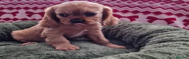 Cavalier King Charles Spaniel 5