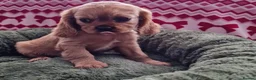 Cavalier King Charles Spaniel dogs for sale: Healthy & House-Trained Cavalier King Charles  in Brighton - Advert 5