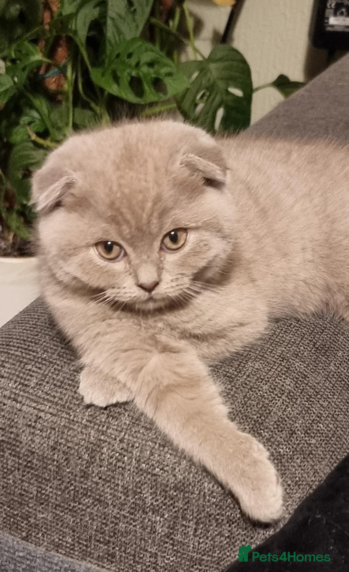 Scottish Fold cats  😸 Beautiful Female kittens 😸  - Advert 2