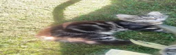 Maine Coon cats for sale: BEAUTIFUL MAINE COON MIX KITTENS - Ready now - Advert 7