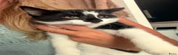 Mixed Breed cats for sale: 3 kittens for sale  - Advert 9