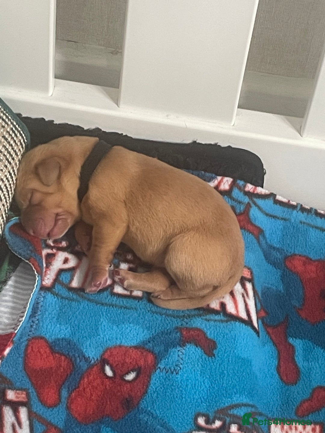 Labrador Retriever dogs for sale: Adorable labrador puppies 🐾  - Image 9