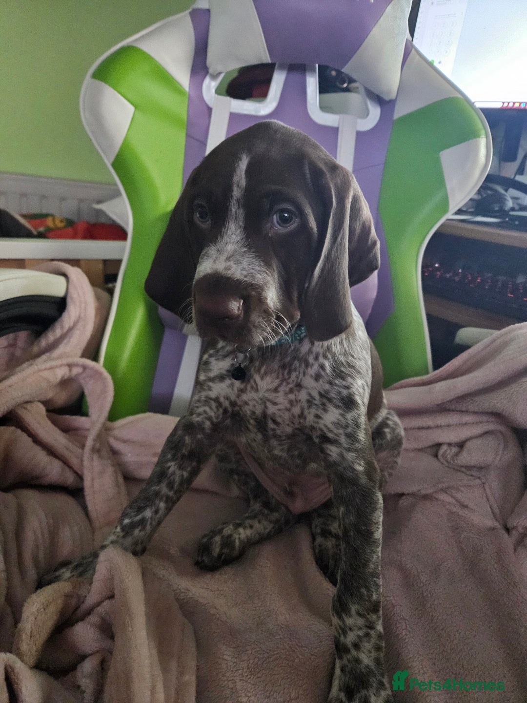 German Shorthaired Pointer dogs for sale: 3 GSP puppies for sale  - Advert 7