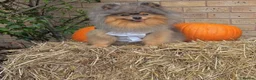 Pomeranian dogs for sale: KC micro Russian bloodlines Pomeranian puppies - Advert 15