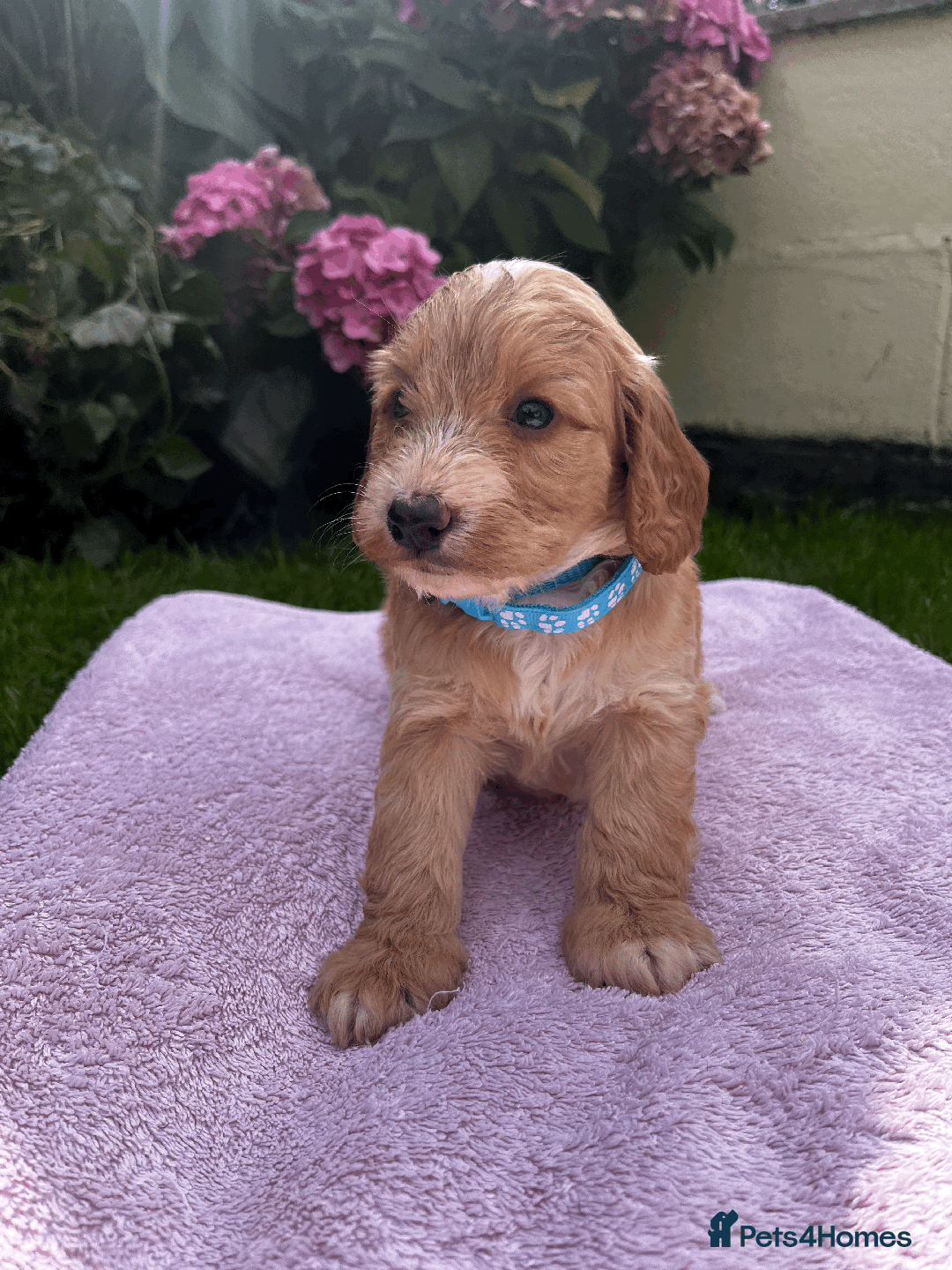 Cockapoo dogs for sale: Cockapoo puppies  - Image 2
