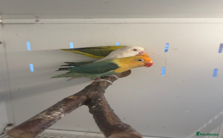 Lovebirds birds - Advert 15