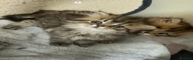 Persian Kitten 1