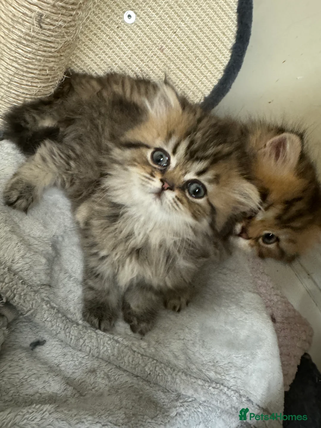 Persian cats for sale: Golden Shaded Persian 😻 - Advert 7