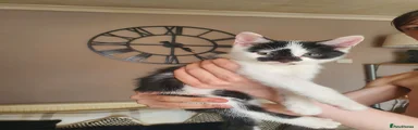 Black and white kitten 
