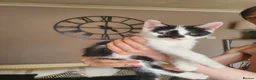 Domestic Shorthair cats for sale: Kittens for sale - Advert 7