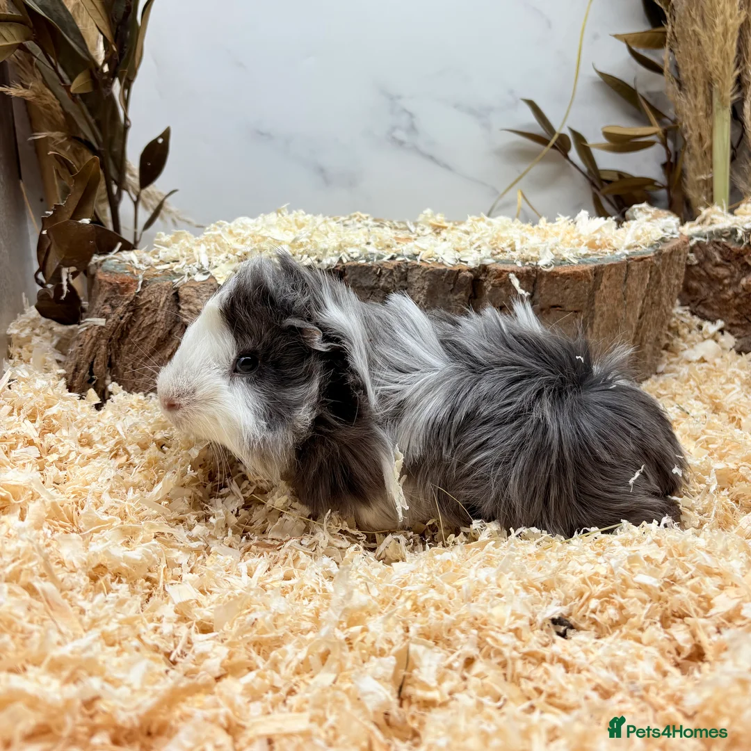 Guinea Pig rodents for sale: Multiple Baby Boy Guinea Pigs for sale  - Advert 3